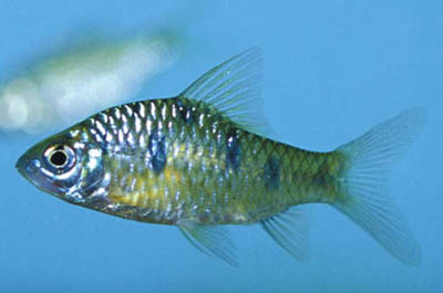 Puntius semifasciolatusa